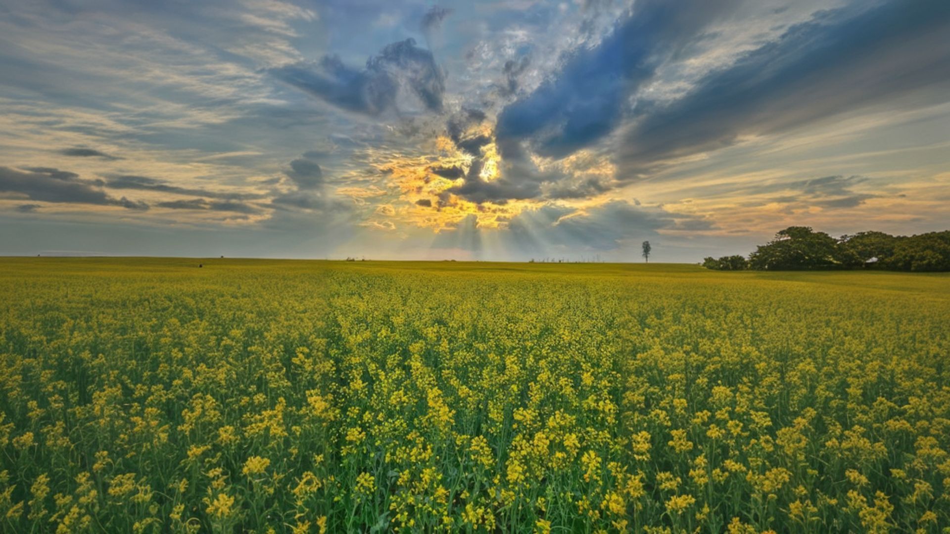 Canadian canola field representing quality focused canola meal sourcing