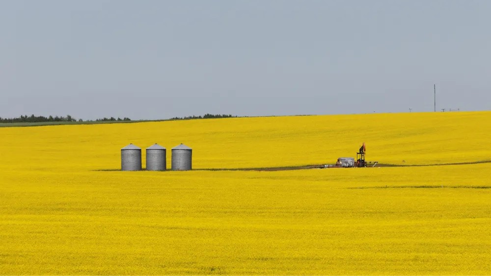 Canadian canola field representing quality focused canola oil sourcing