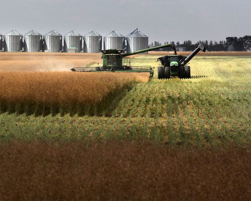 Canadian canola sourcing for commercial buyers