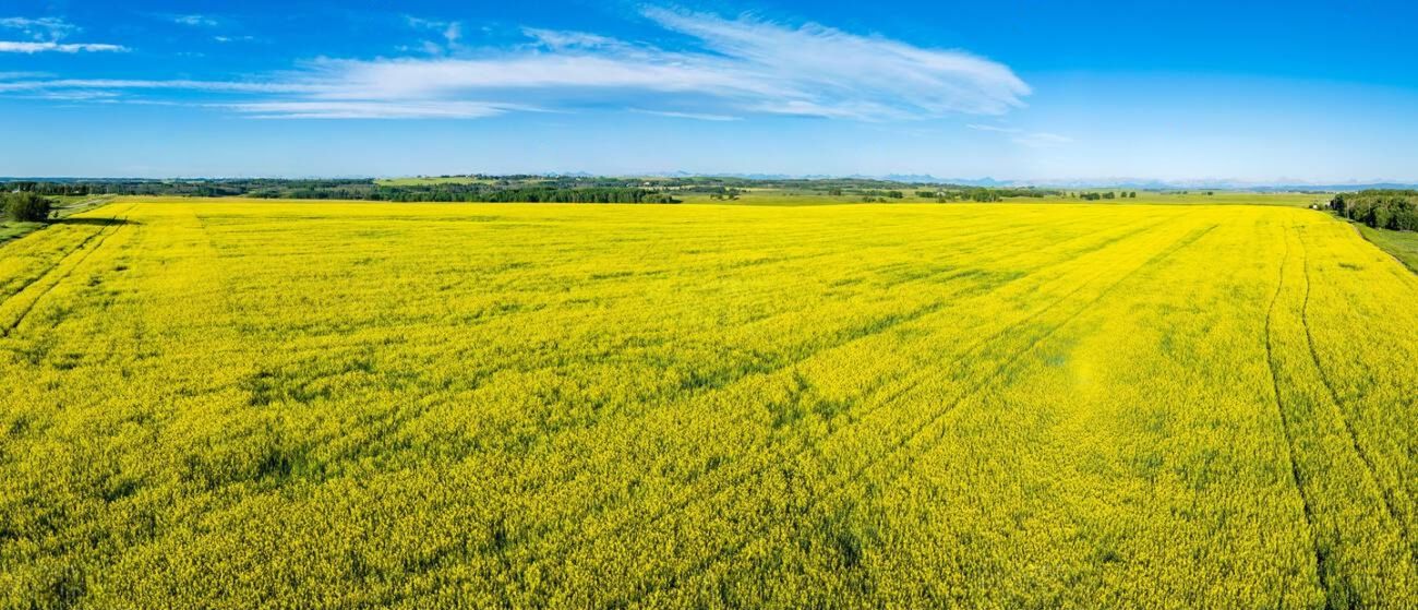 Canadian canola sourcing and quality focused supply