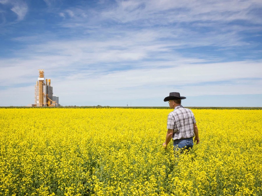 Canadian canola sourcing and quality supply